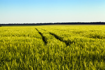 Image showing agricultural field  