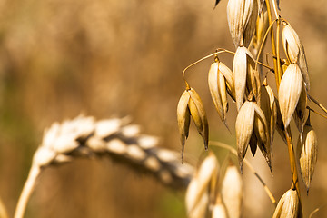 Image showing oats ear  