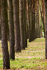 Image showing trees in park  