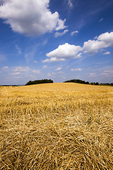 Image showing harvesting 