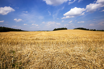 Image showing agricultural field 