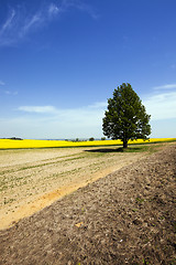 Image showing tree in the field  