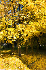 Image showing Yellow foliage 