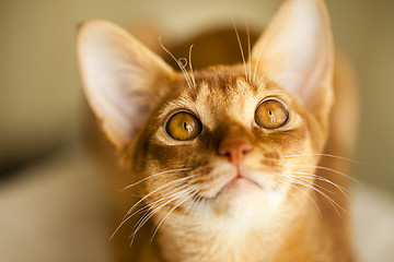 Image showing Abyssinian cat  