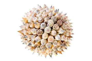 Image showing   shells collected in the form