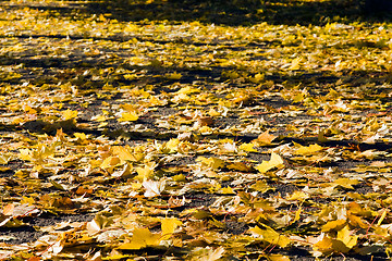 Image showing Yellow foliage 