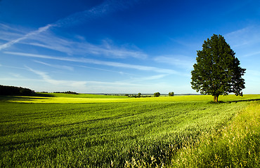 Image showing agricultural field  