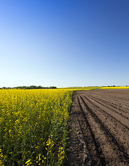 Image showing rape and potatoes