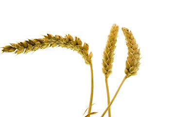 Image showing   ripe wheat  