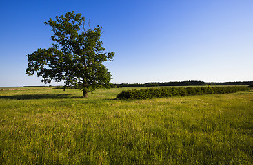 Image showing tree in the field  