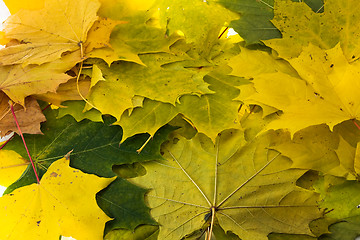 Image showing  Maple foliage 