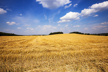 Image showing agricultural field  