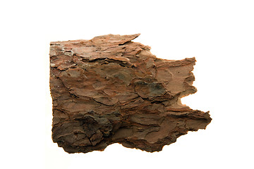 Image showing the bark of pines  