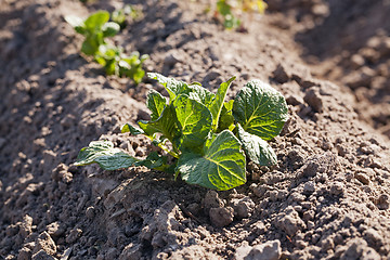 Image showing potato field  