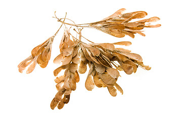 Image showing dried Maple seeds 