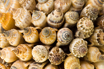 Image showing   shells collected in the form