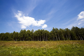 Image showing the birch wood  