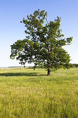 Image showing agricultural field  