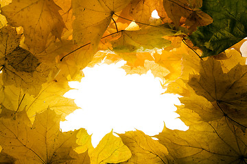 Image showing Yellow foliage 