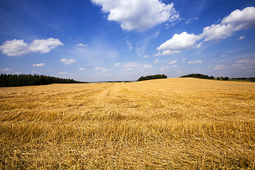 Image showing agricultural field 