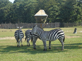 Image showing Group of Zebra