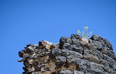 Image showing ruined wall with a flower