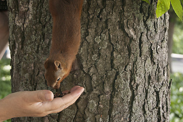 Image showing small squirrel on a tree eating from the hand