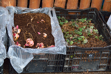 Image showing Cornflag bulbs abd strawberry sprouts in boxes