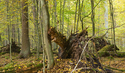 Image showing Autumnal forest landscape with broken tree