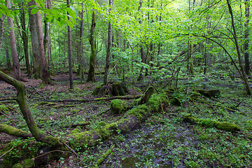 Image showing Springtime wet mixed forest with standing water