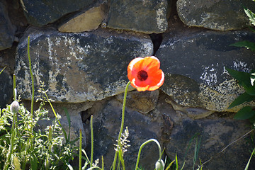 Image showing Poppy seed on the grey stones