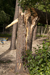 Image showing pine tree trunk after the hurricane