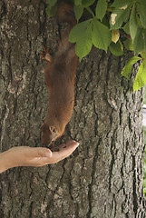 Image showing woman feeding a squirre