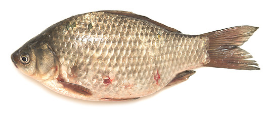 Image showing crucian carp