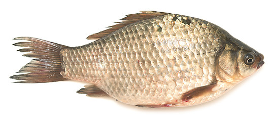 Image showing crucian carp