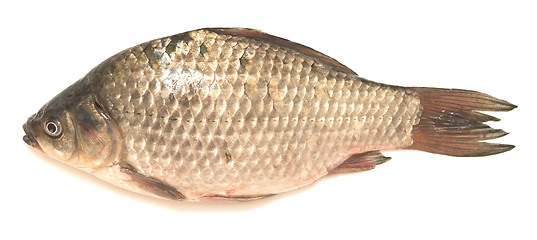 Image showing crucian carp