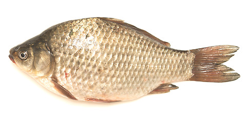 Image showing crucian carp