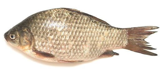 Image showing crucian carp