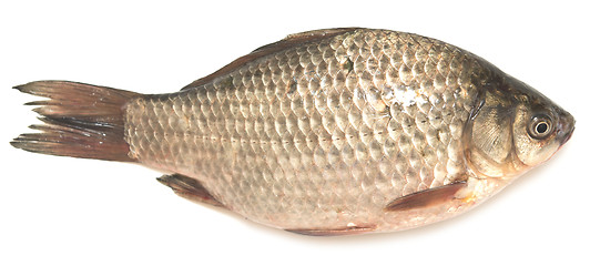 Image showing crucian carp