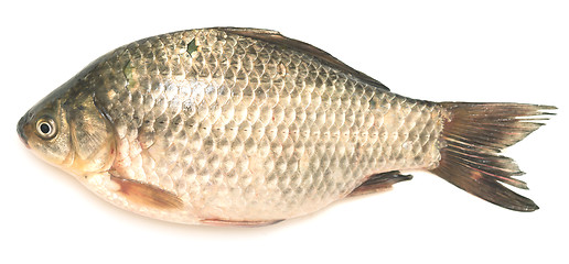 Image showing crucian carp