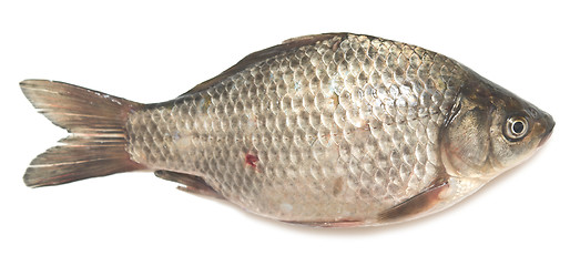 Image showing crucian carp