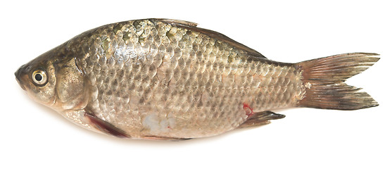 Image showing crucian carp