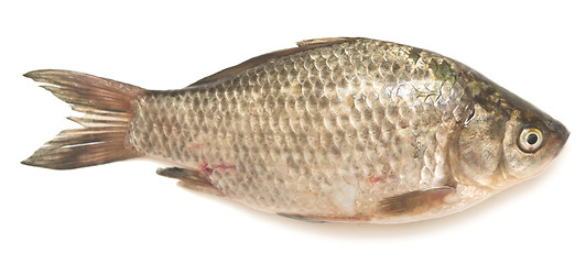 Image showing crucian carp