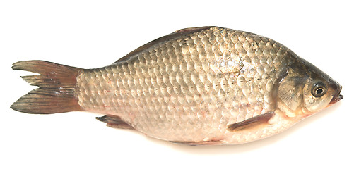 Image showing crucian carp