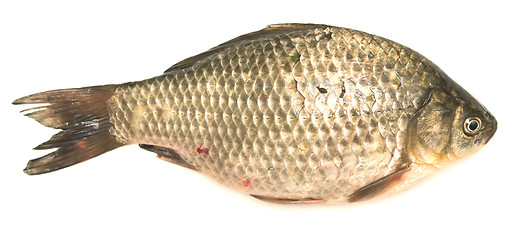 Image showing crucian carp