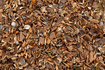 Image showing Colorful background of autumn leaves