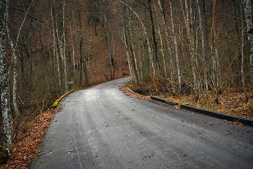 Image showing Road in autumn forest landscape