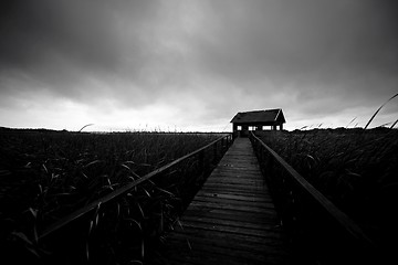 Image showing Wooden path trough the reed