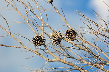 Image showing Abstract hoto of some winter branches