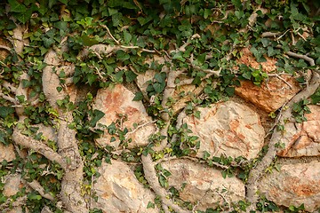 Image showing Green moss on tree trunk